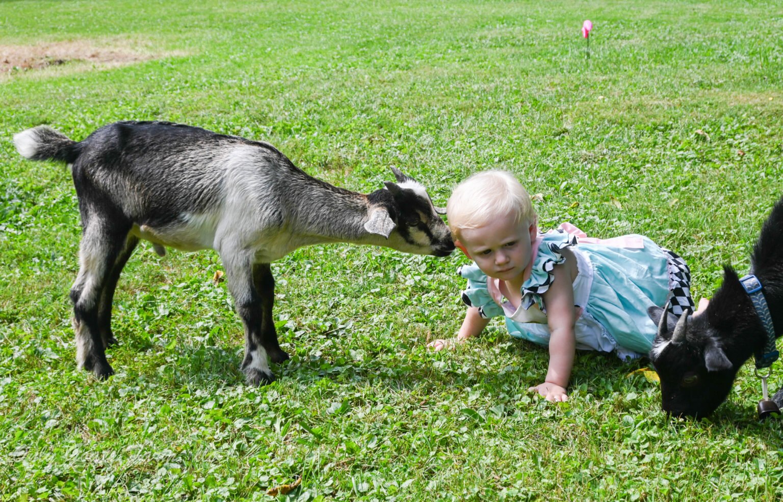 Beginner’s Guide to Raising Goats on a Small HomesteadBeginner’s Guide ...