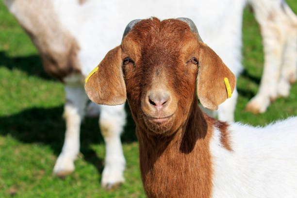 Closeup on a boer goat with a brown head
