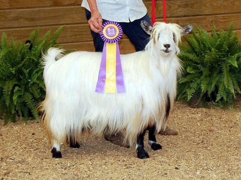 Best Meat Goat Breeds for Your Homestead