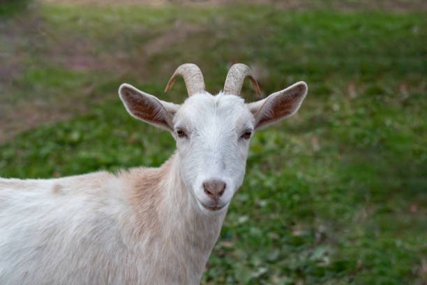 Closeup of goat standing in grass field on a late summer afternoon