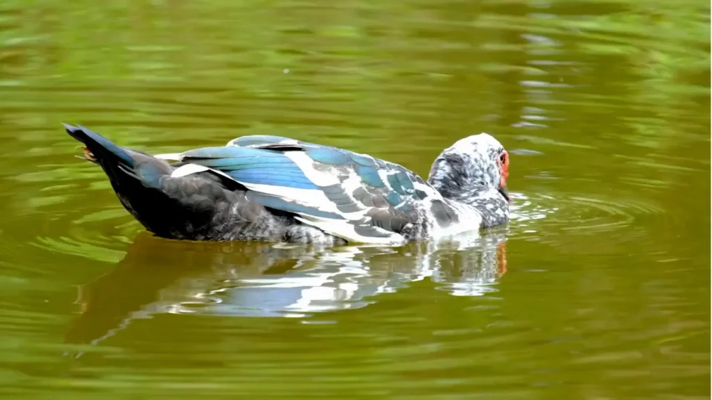 Muscovy 3