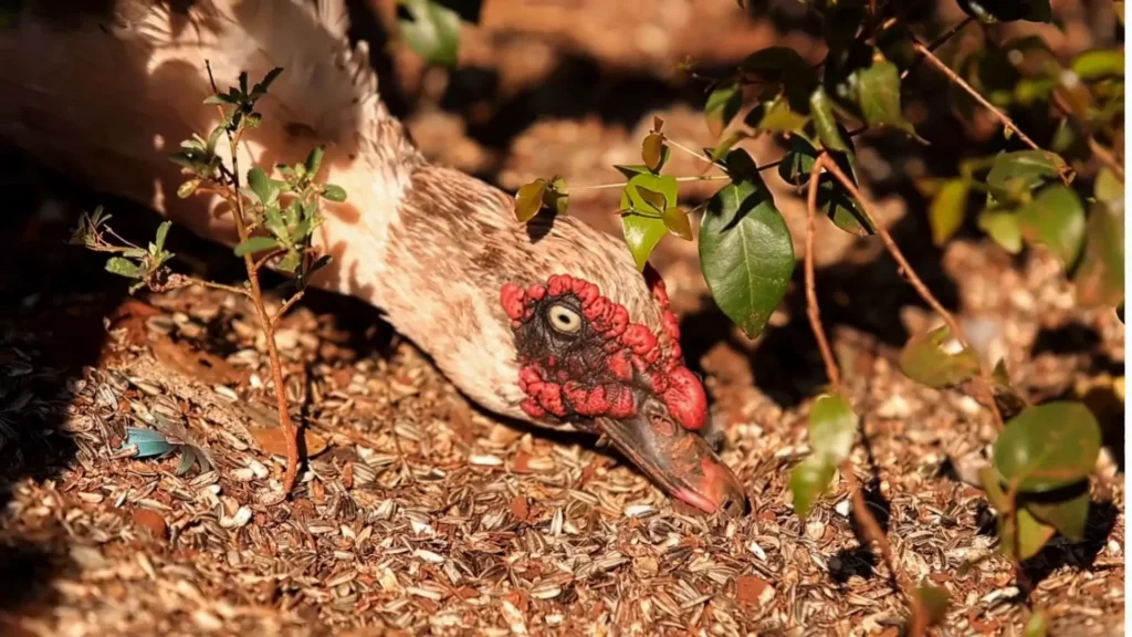 Muscovy 4