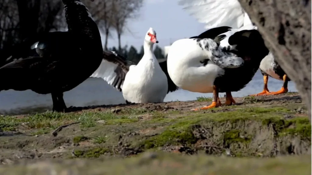 Muscovy 5