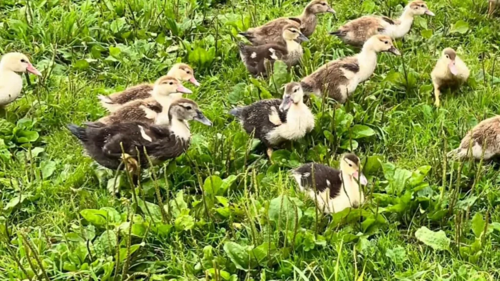 Muscovy 8