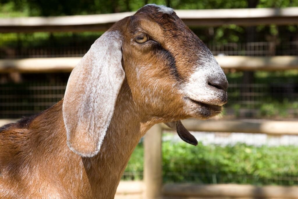 Nubiangoat sage za 0256