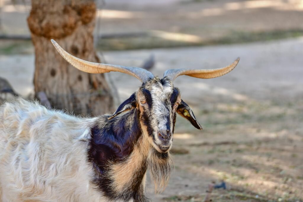 Spanish goat