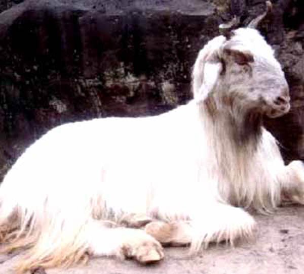 Kaghani
