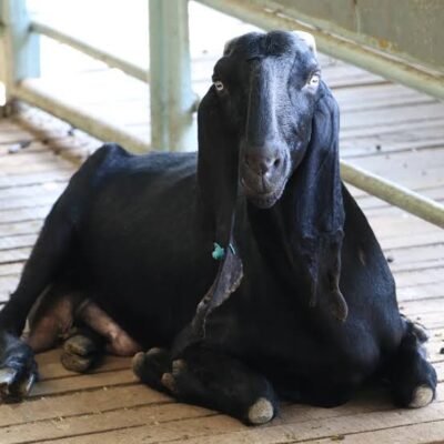 Rare Goat Breeds for Your Homestead | Beyond Damascus