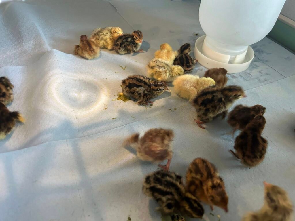Judds chicks