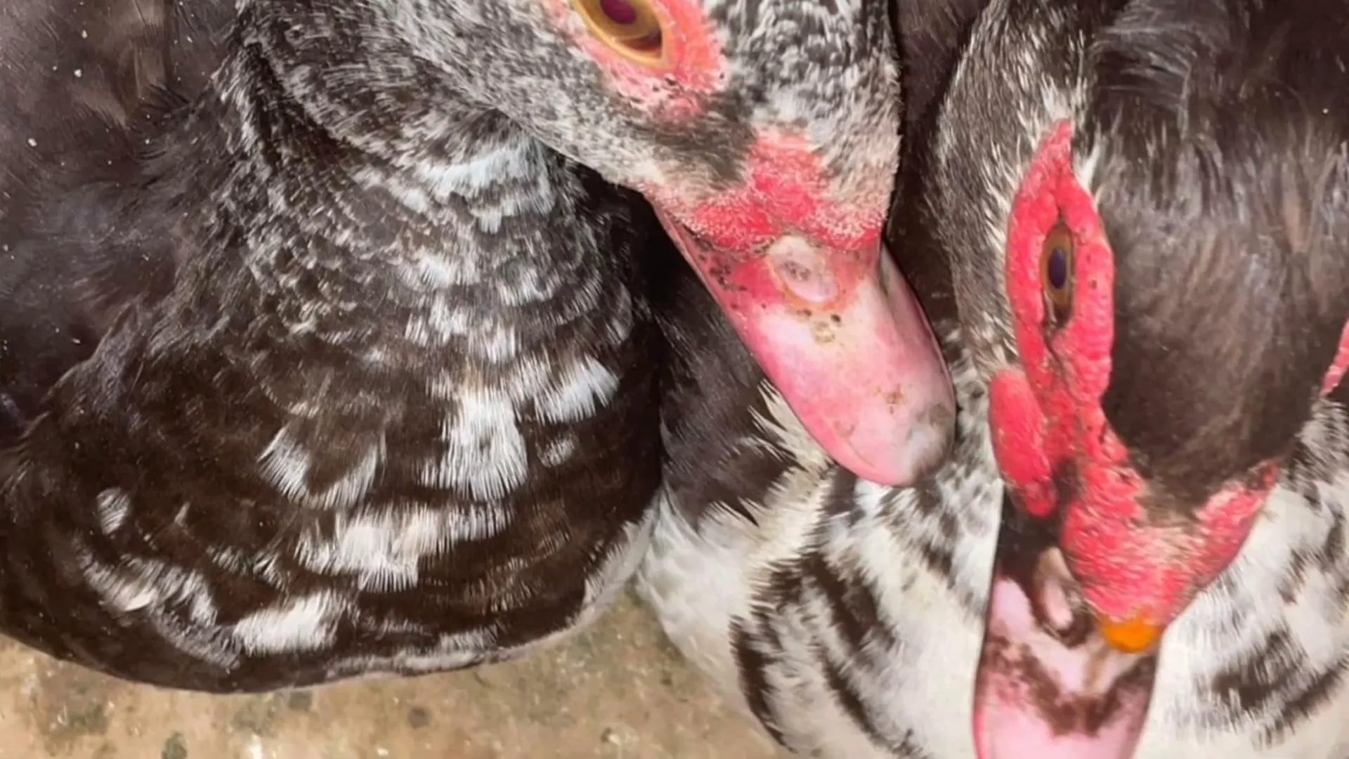Muscovy ducks 2