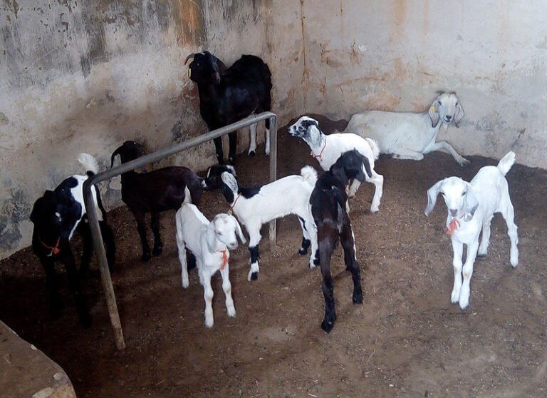 Rare Goat Breeds for Your Homestead | Beyond Damascus