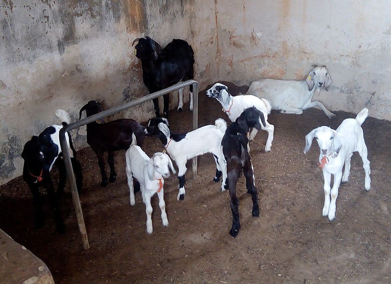 Salelian goat