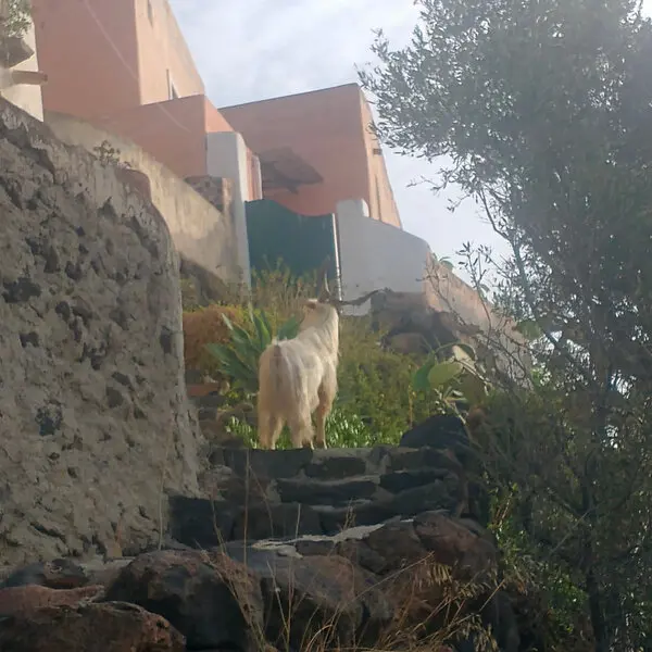 goat overpopulation on island
