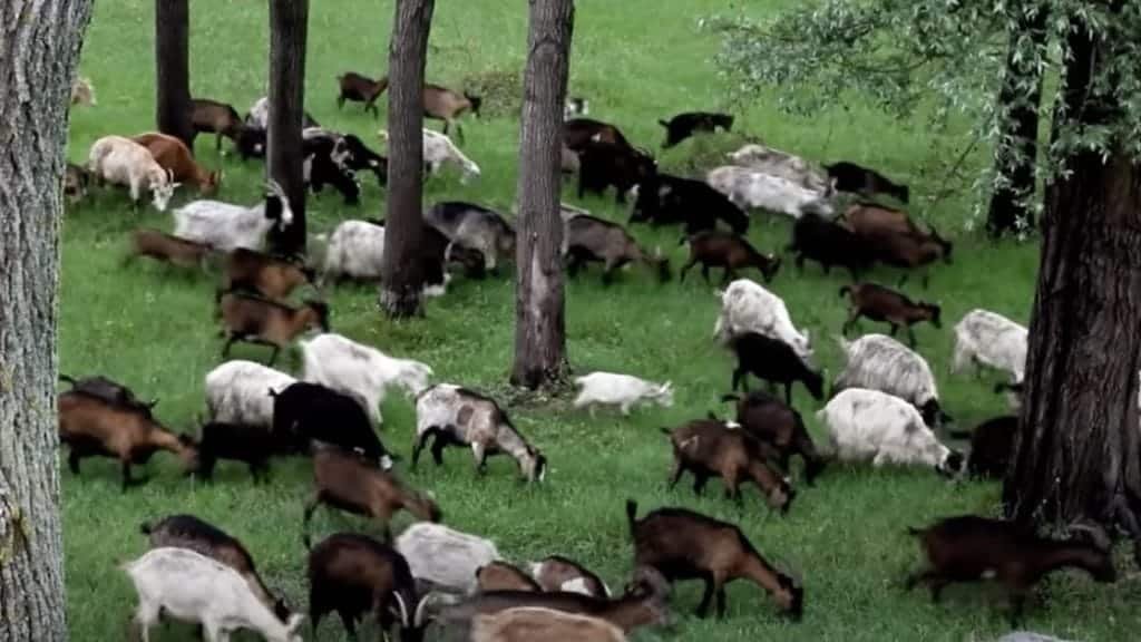 Goats in alicudi