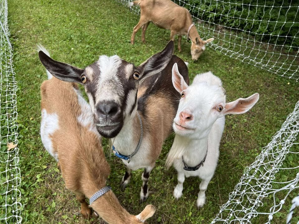 Goats smiling 2