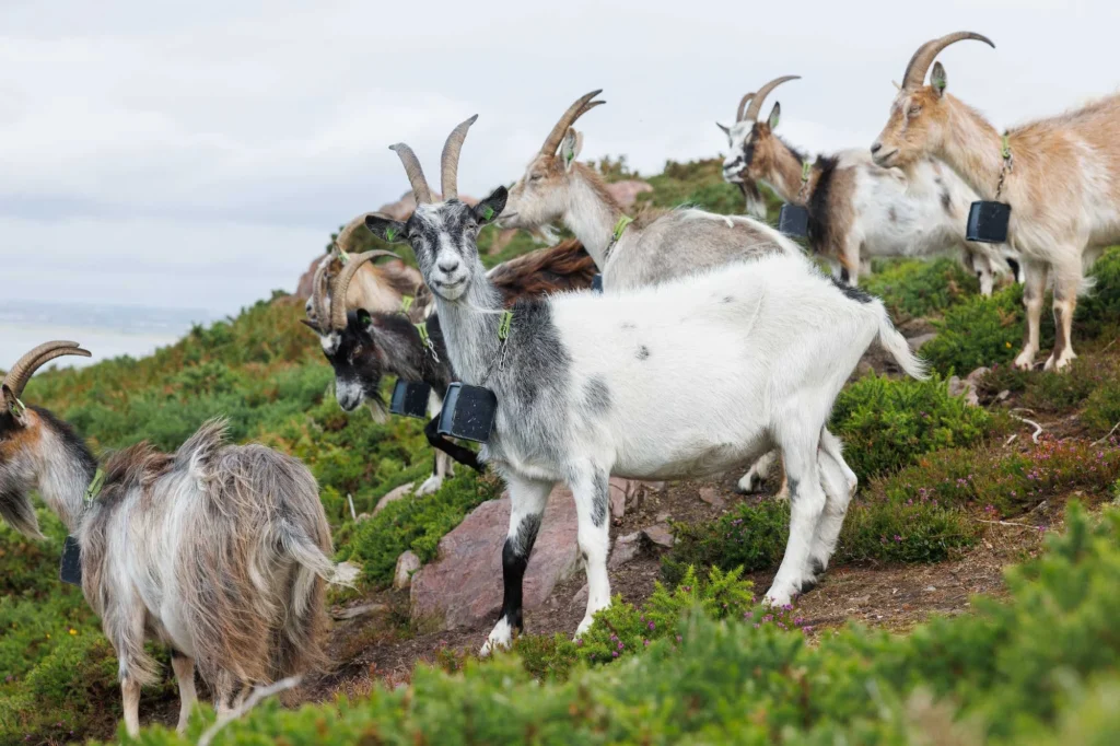 No fence collars on goats