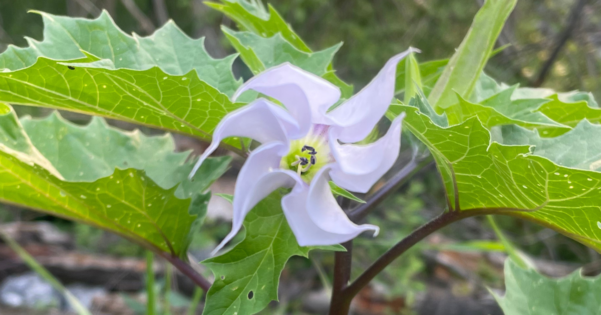 Jimsonweed: The Beautiful Stranger You Don’t Want to Invite In