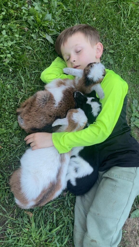 Sleeping with goats