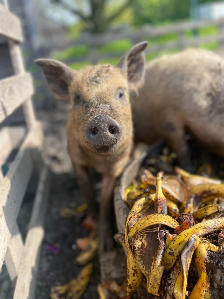 pigs inside a pallet fence