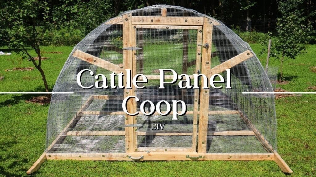 Cattle panel hoop chicken run