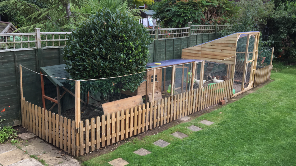 Corner yard chicken run