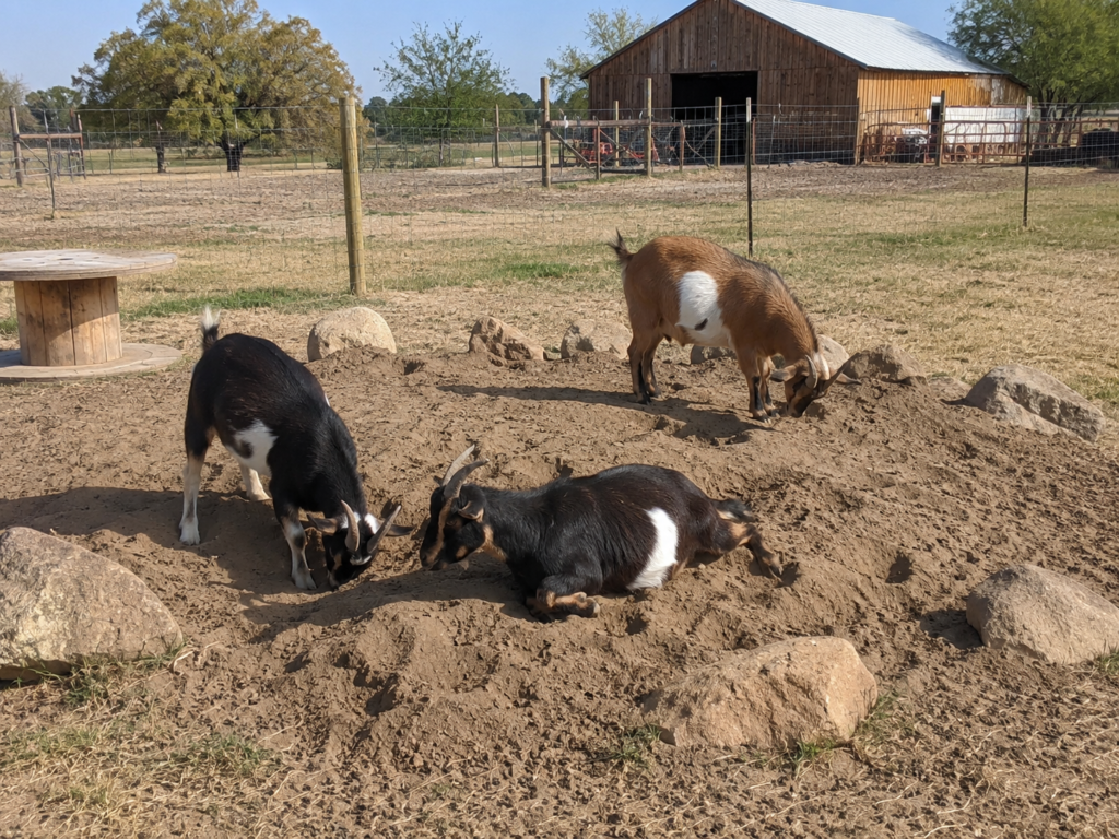 Goat dust bath