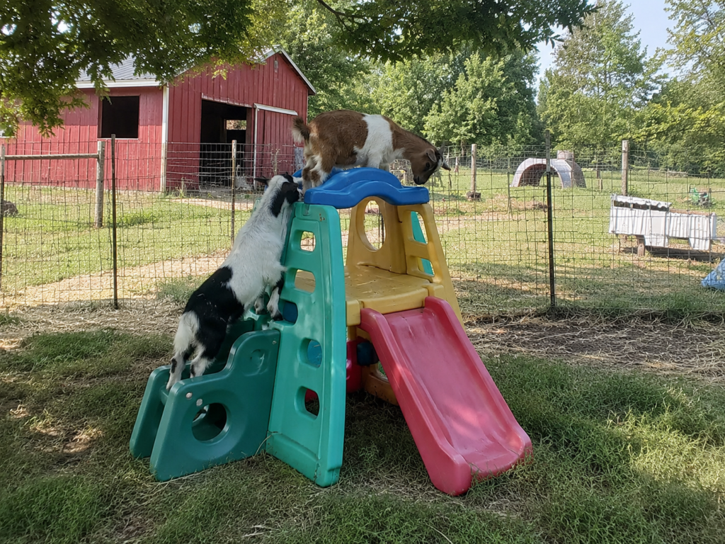 Goat on kids playground