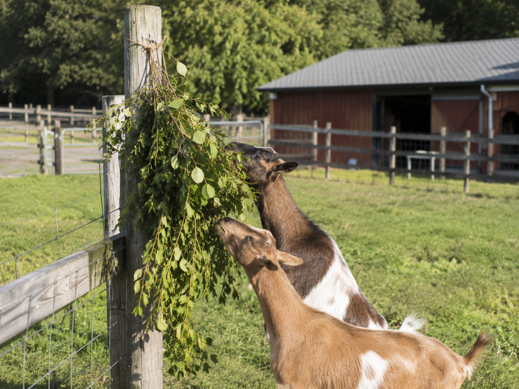 Goat snacks