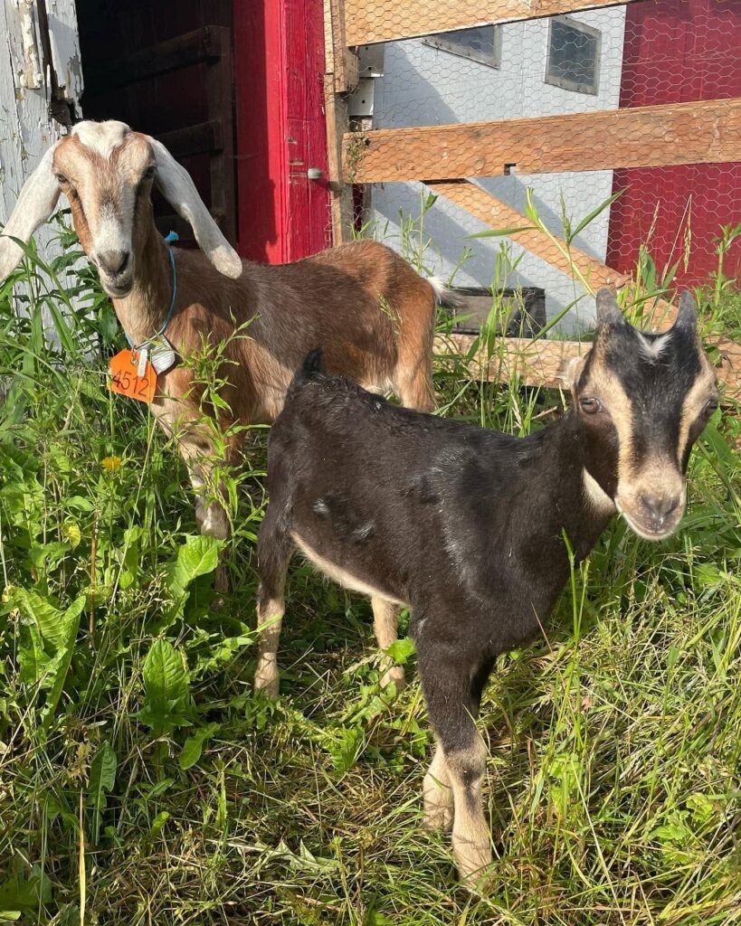 Mini lamancha and mini nubian