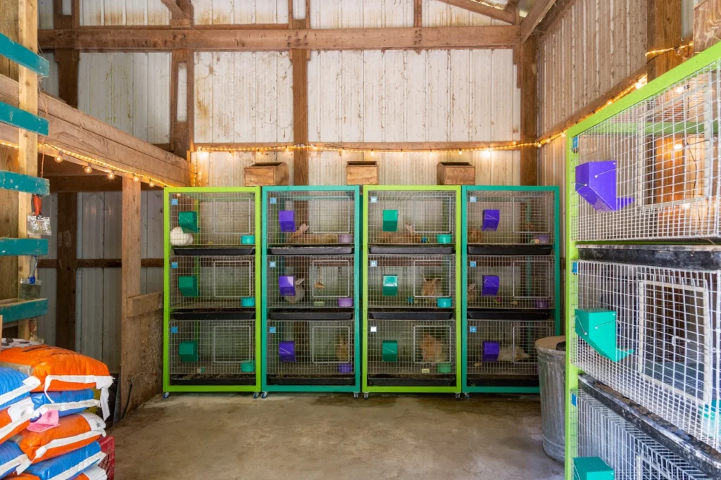 Rabbit cages racks