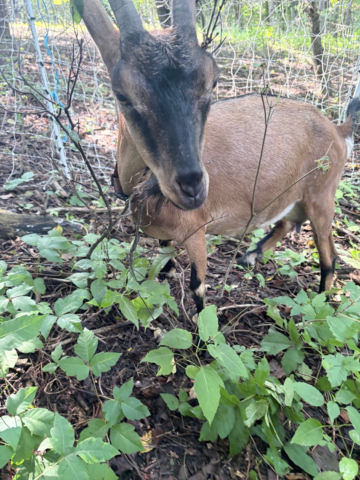Goat browsing woody vegetation and brush during an Only Goats Farm goatscaping job