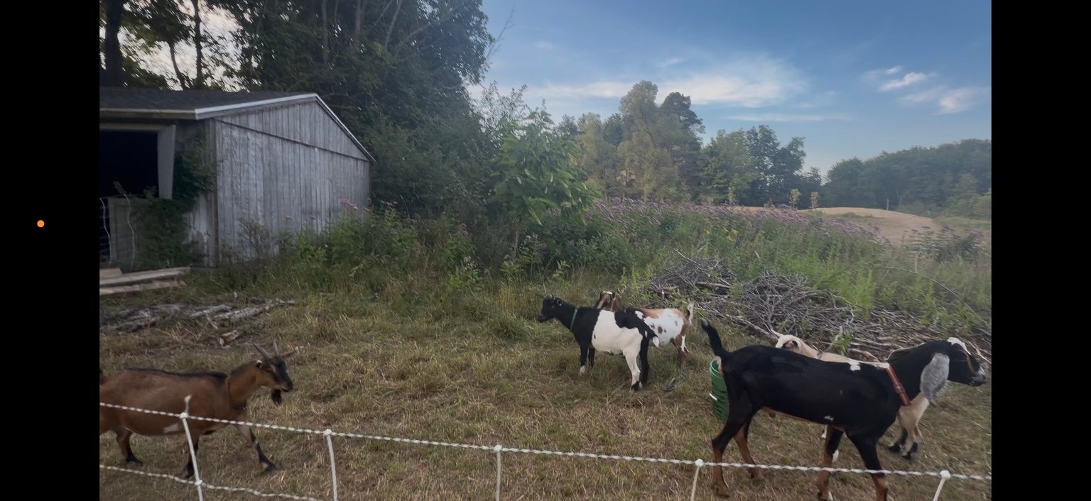 Goats working in dense vegetation during a brush clearing goatscaping job