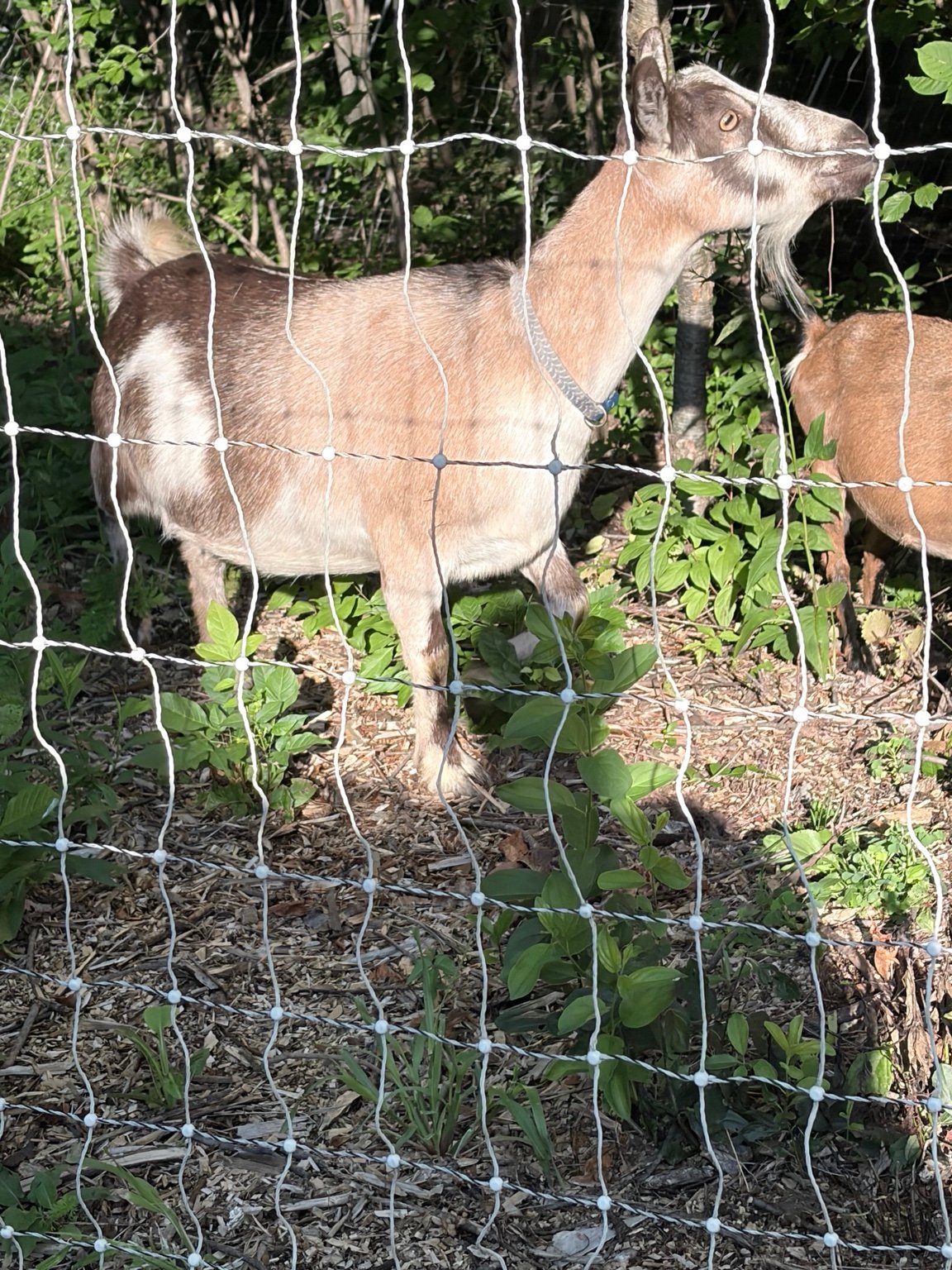 Goats working inside portable electric net fencing on an Only Goats Farm goatscaping job