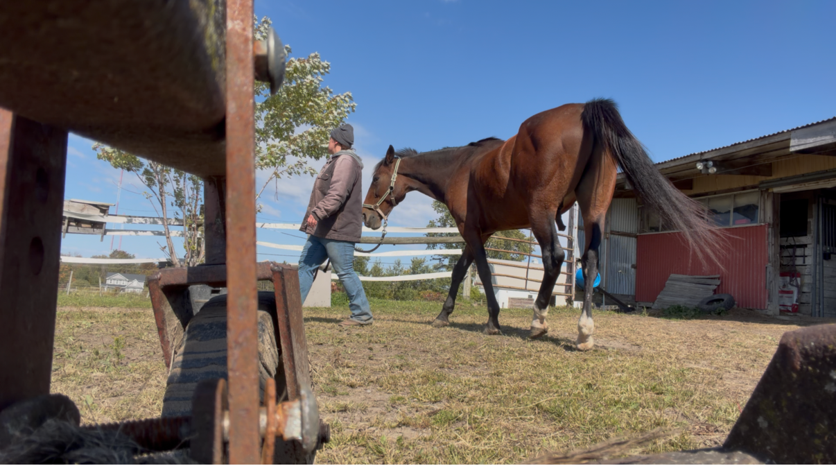 Working on groundwork with Tappy the Standardbred