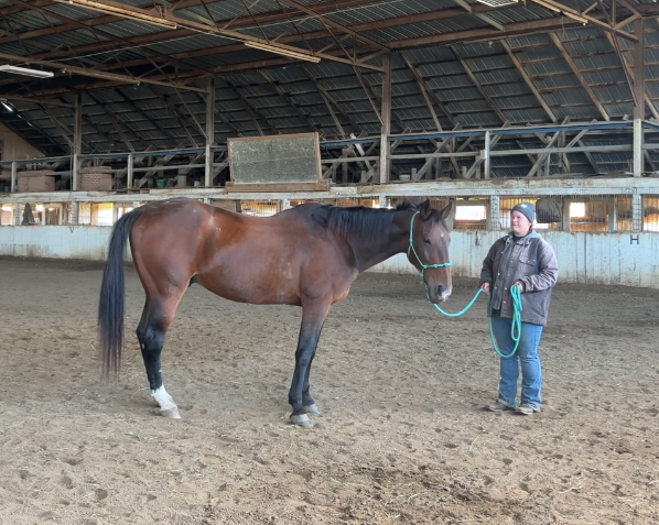 Working on groundwork with Tappy the Standardbred