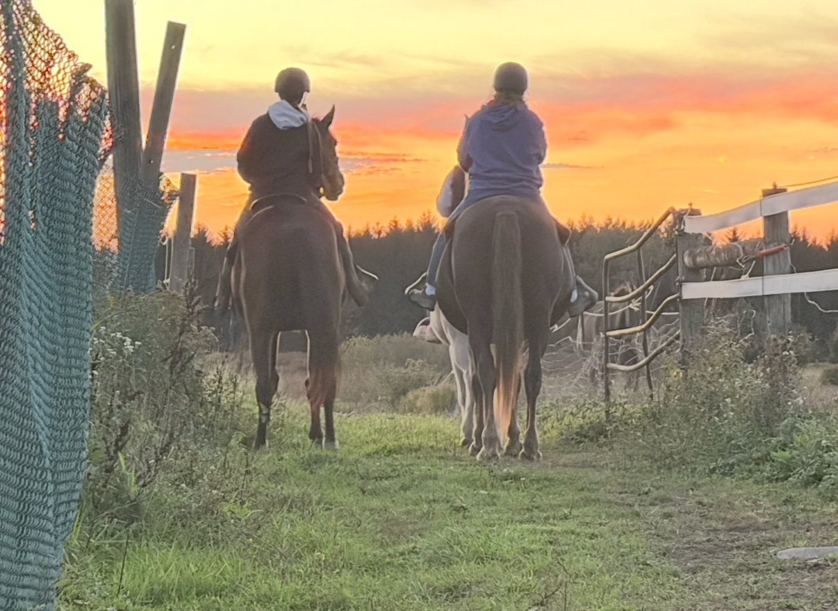 Tappy the retired Standardbred horse