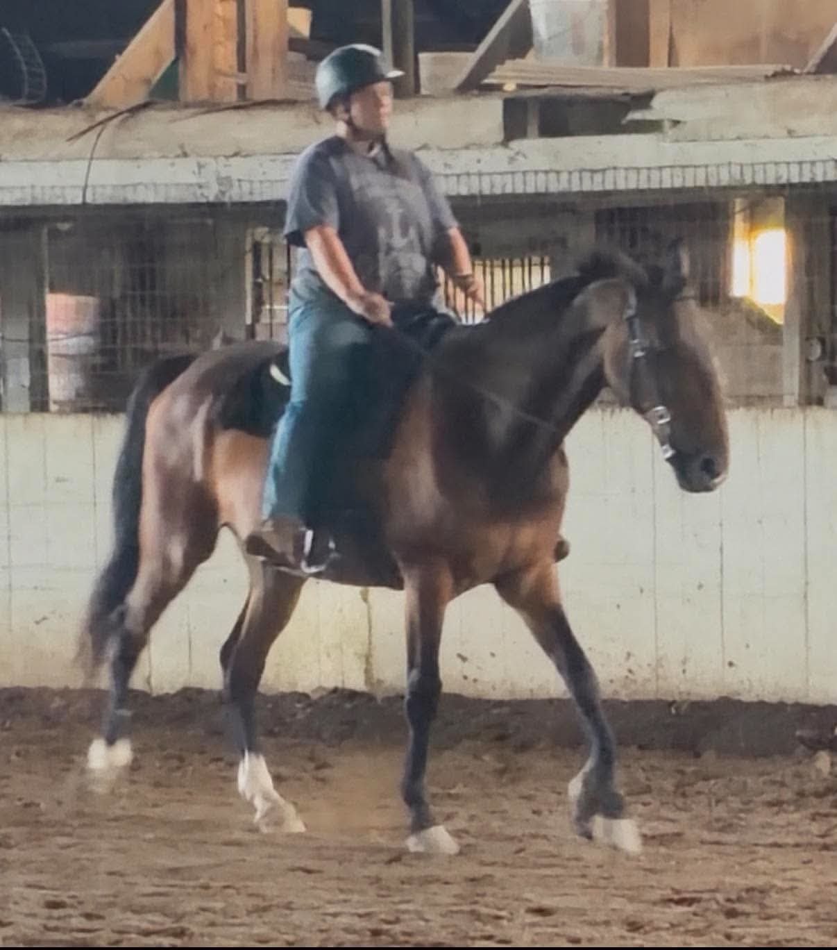 Tappy the retired Standardbred horse