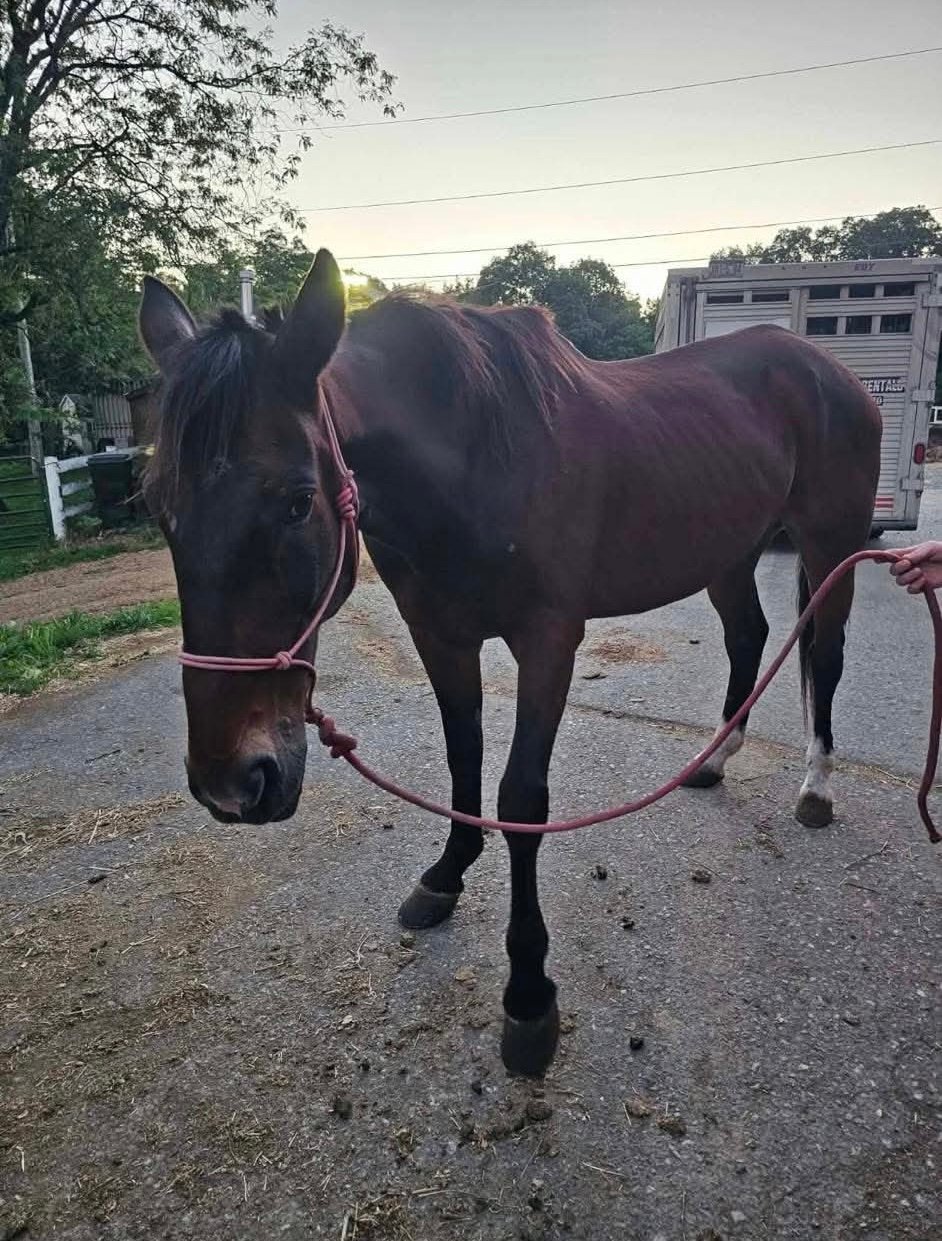 Tappy the retired Standardbred horse
