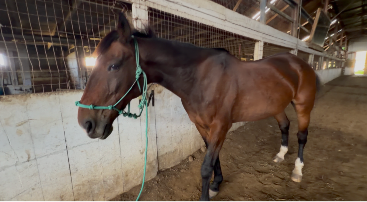 Tappy the retired Standardbred as he looks now