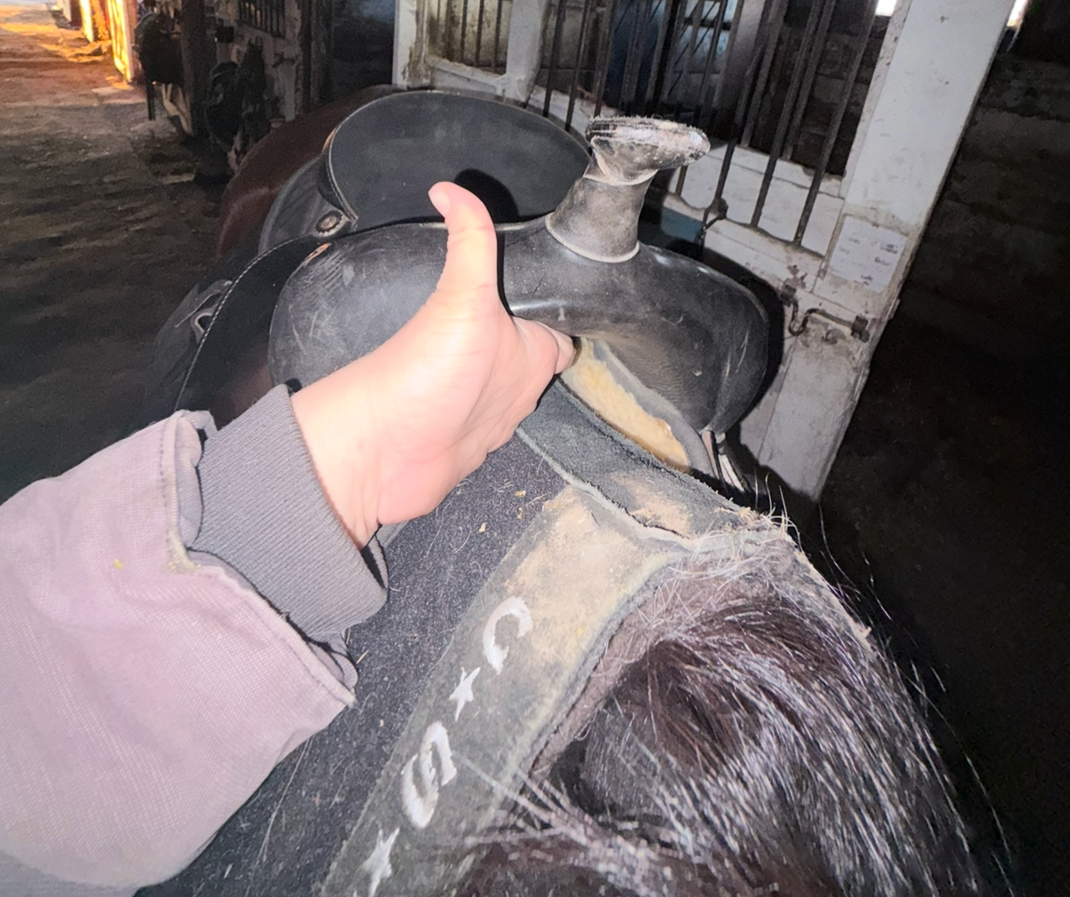 Tappy the Standardbred wearing his CSI saddle pad under a western saddle